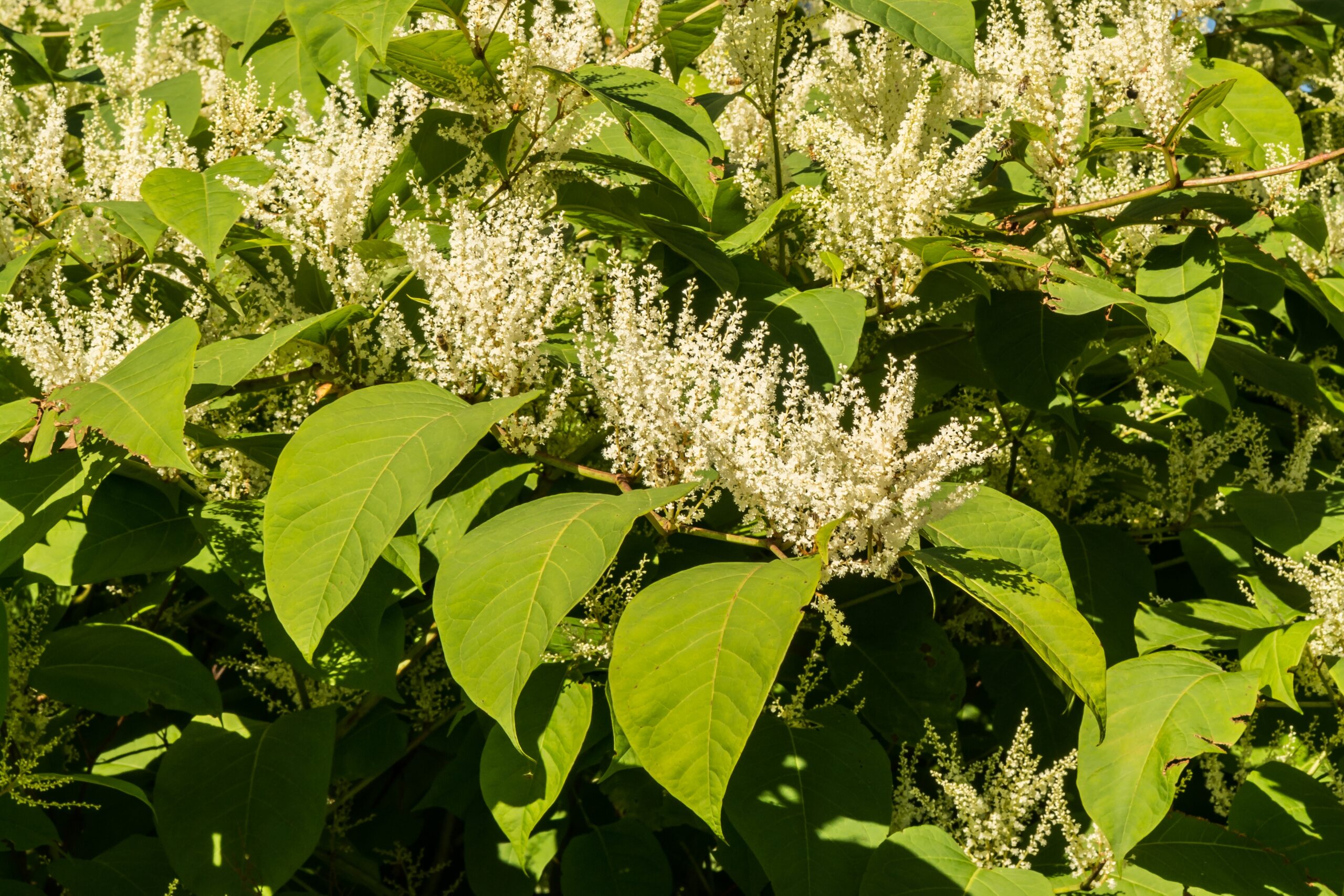 Why Japanese Knotweed is a Major Risk for Rail Infrastructure